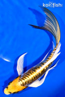 8.25" ARAGOKE KIN IKOKURYU BUTTERFLY