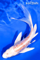 5.75" ARAGOKE HARIWAKE BUTTERFLY