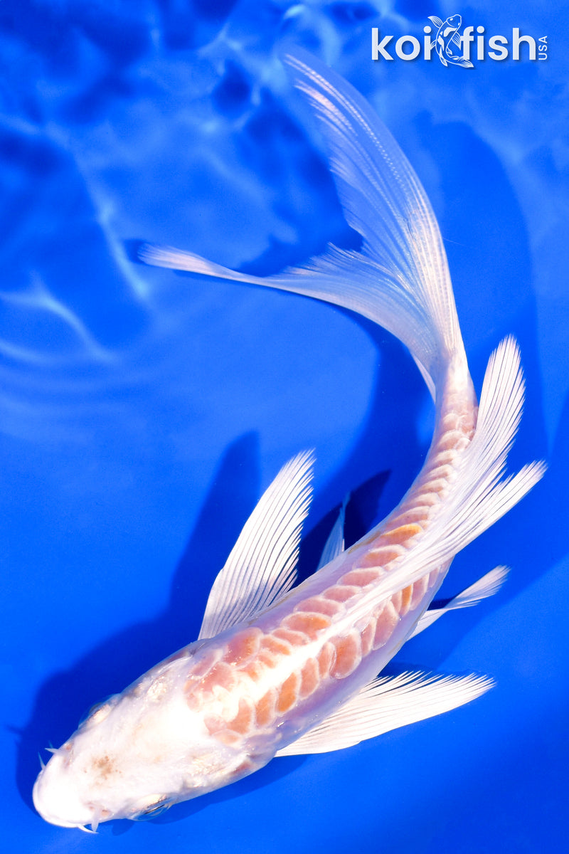 5.75" ARAGOKE HARIWAKE BUTTERFLY