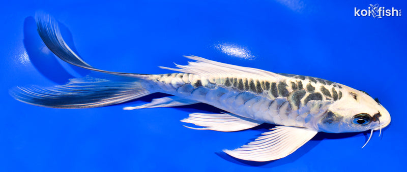 7.25" ARAGOKE KIN KIKOKURYU BUTTERFLY