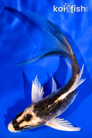 5.25" ARAGOKE KABUTO BUTTERFLY