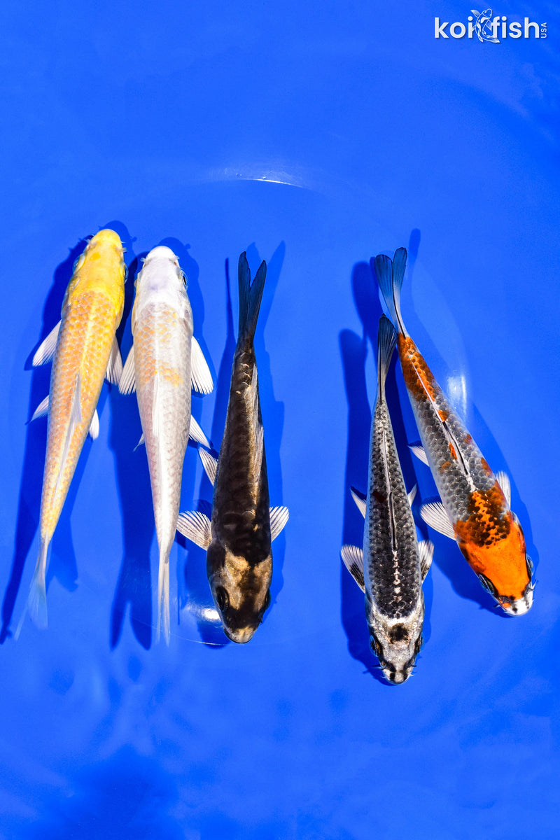 PACK OF (5) 4-5" STANDARD KOI