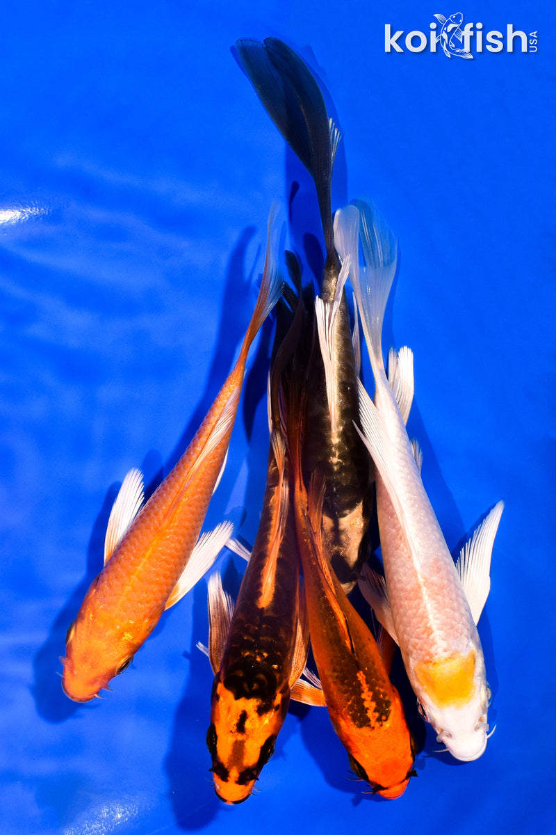 PACK OF (5) 5-6" BUTTERFLY KOI
