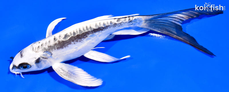 7.5" KIKOKURYU BUTTERFLY