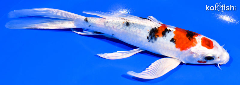 7.75" MARUTEN YAMATO NISHIKI BUTTERFLY