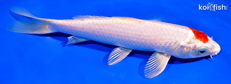 8" TANCHO HARIWAKE