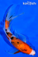 5.75" SANKE BUTTERFLY