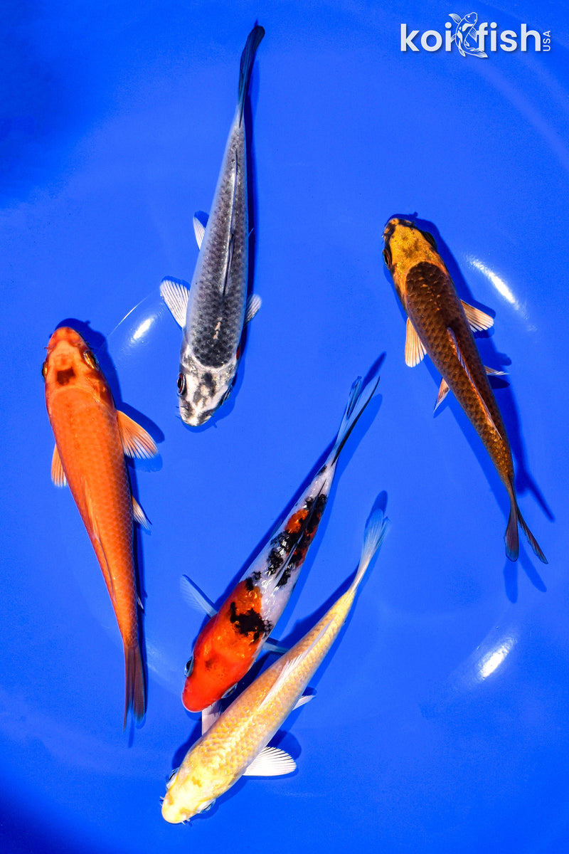 PACK OF (5) 4-5" STANDARD KOI