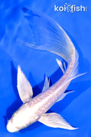 5.75" ARAGOKE PLATINUM OGON BUTTERFLY