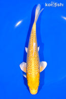 7.75" GINRIN YAMABUKI OGON