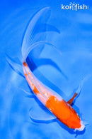 6" KOHAKU BUTTERFLY