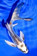 5.25" BENI GINGA BUTTERFLY