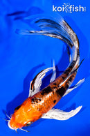 6" YAMATO NISHIKI BUTTERFLY