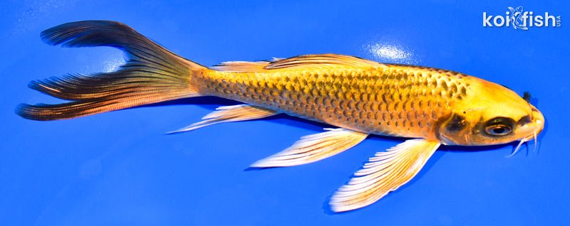 7" KI MATSUBA BUTTERFLY