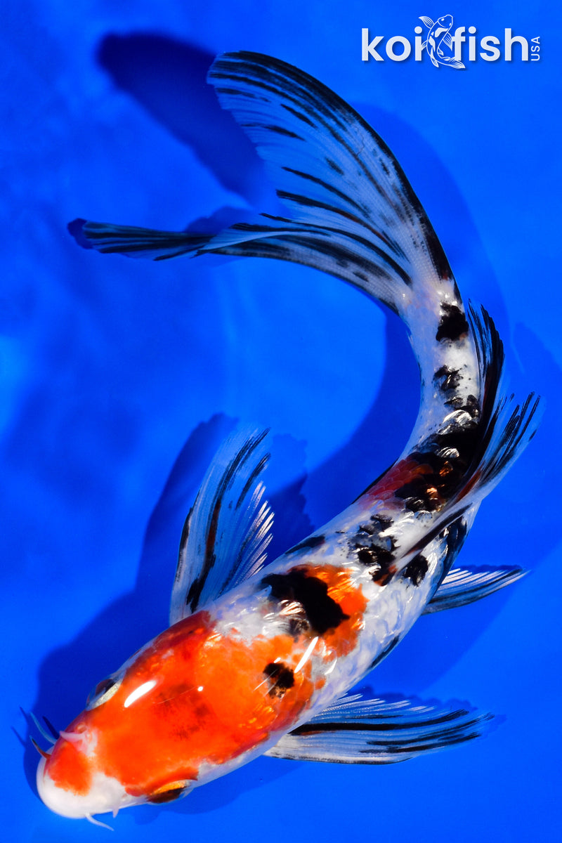 6.75" GINRIN SANKE BUTTERFLY