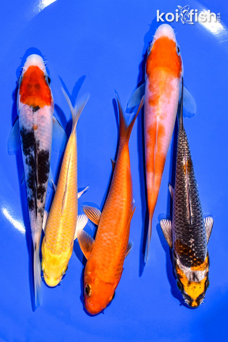 PACK OF (5) 4-5" STANDARD KOI