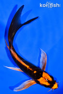 6" BENI KIKOKURYU BUTTERFLY