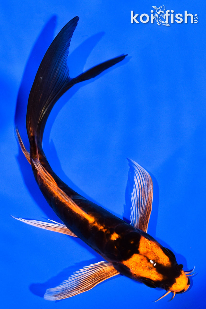 6" BENI KIKOKURYU BUTTERFLY