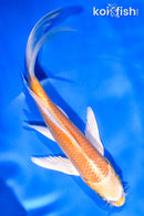 6" YAMABUKI OGON BUTTERFLY