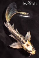 6" KIN KIKOKURYU BUTTERFLY