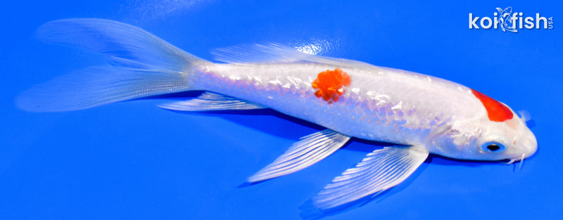 5.5" GINRIN HARIWAKE BUTTERFLY