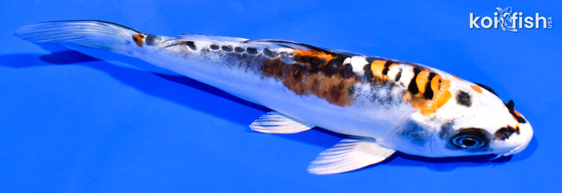 5.25" BENI KIKOKURYU