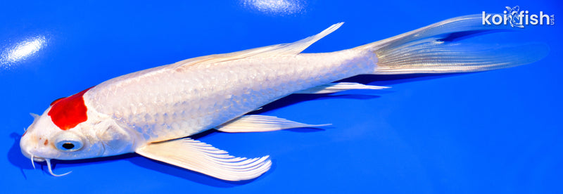 7.25" HARIWAKE BUTTERFLY