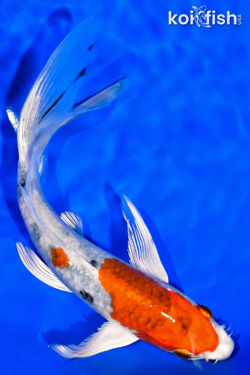 7.25" YAMATO NISHIKI BUTTERFLY
