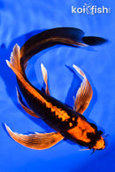 7" ARAGOKE BENI KIKOKURYU BUTTERFLY