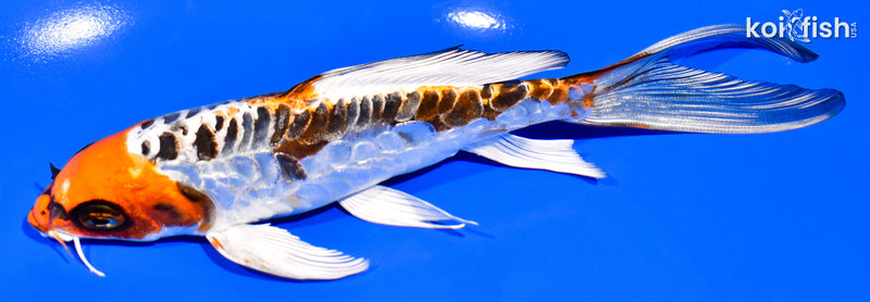 6.5" DOITSU KUJAKU BUTTERFLY