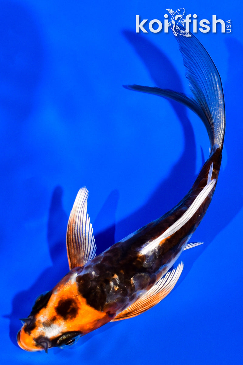 4.25" ARAGOKE BENI KIKOKURYU BUTTERFLY
