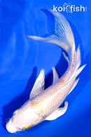 6" HARIWAKE BUTTERFLY