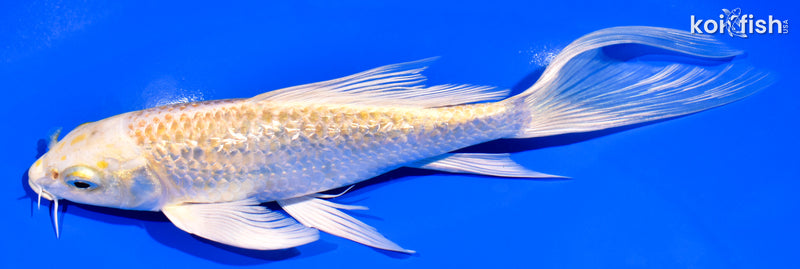 7.5" GINRIN LEMON HARIWAKE BUTTERFLY