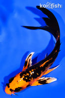 5.5" DOITSU ORENJI MATSUBA BUTTERFLY