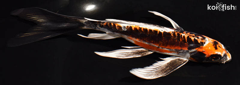 8" BENI KIKOKURYU BUTTERFLY