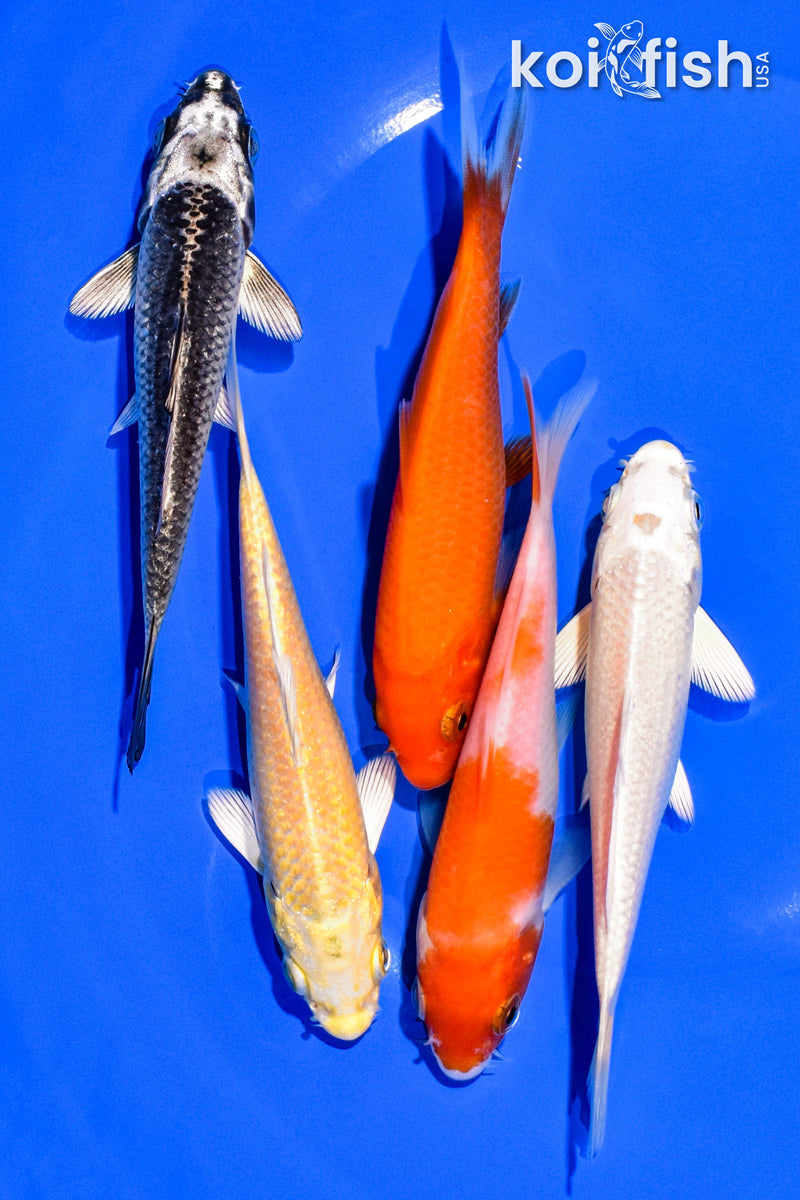 PACK OF (5) 4-5" STANDARD KOI