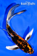 5.25" YAMATO NISHIKI BUTTERFLY