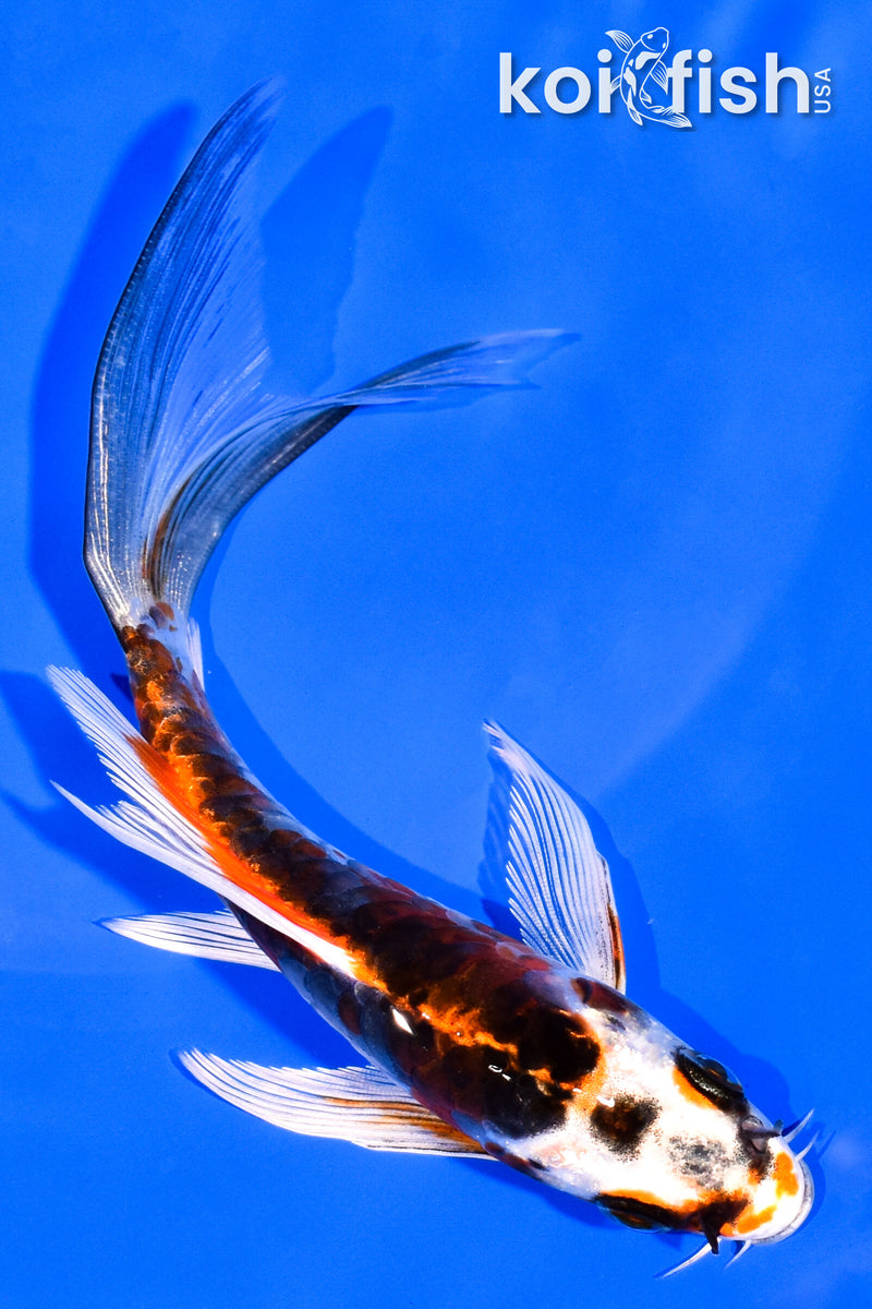 5.5" ARAGOKE BENI KIKOKURYU BUTTERFLY