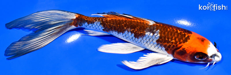 8" GINRIN KUJAKU BUTTERFLY