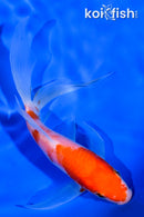 5.25" KOHAKU BUTTERFLY