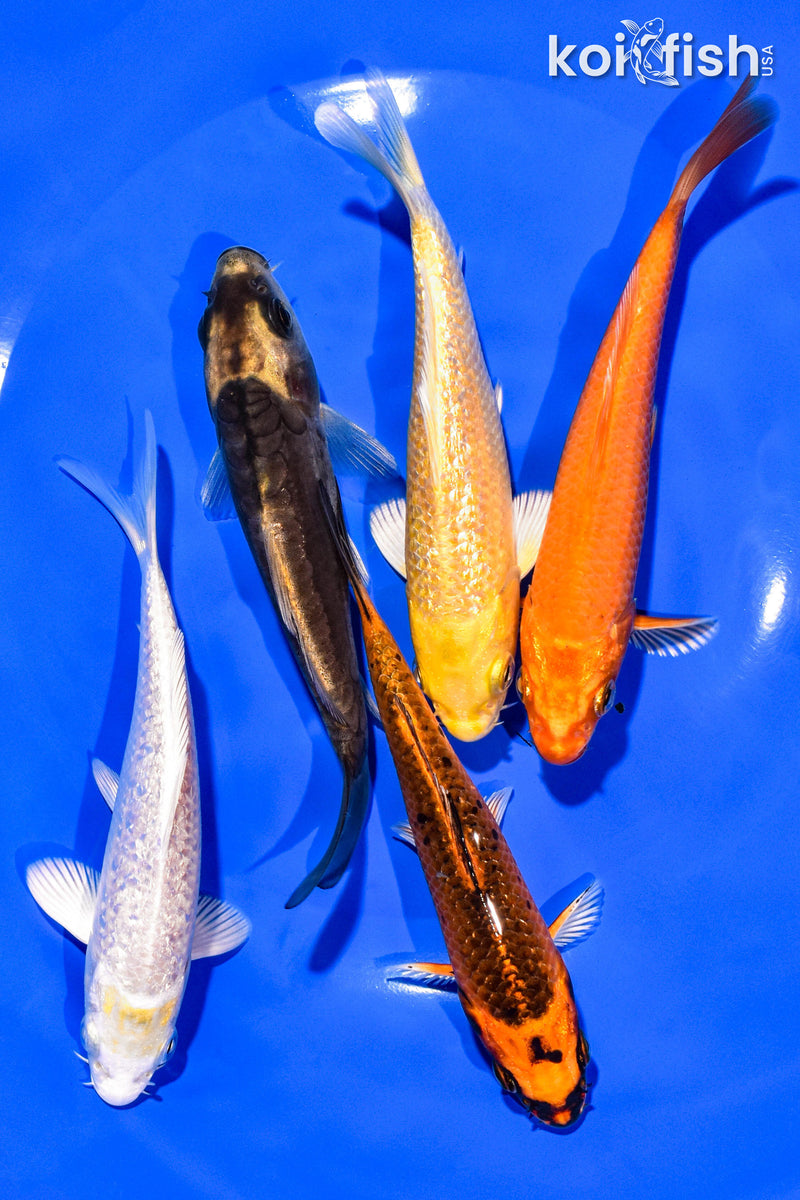 PACK OF (5) 4-5" STANDARD KOI