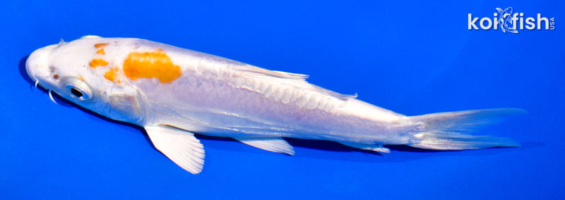 5" KIKUSUI