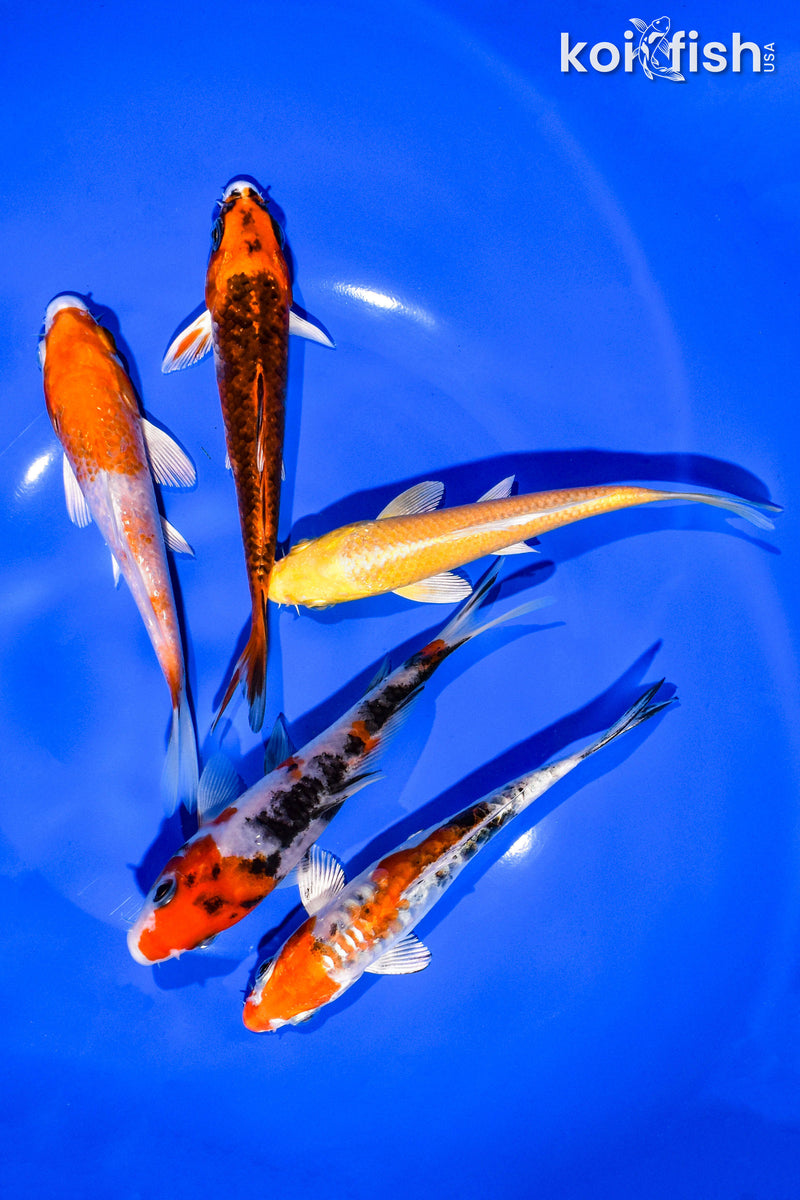 PACK OF (5) 5-6" STANDARD KOI