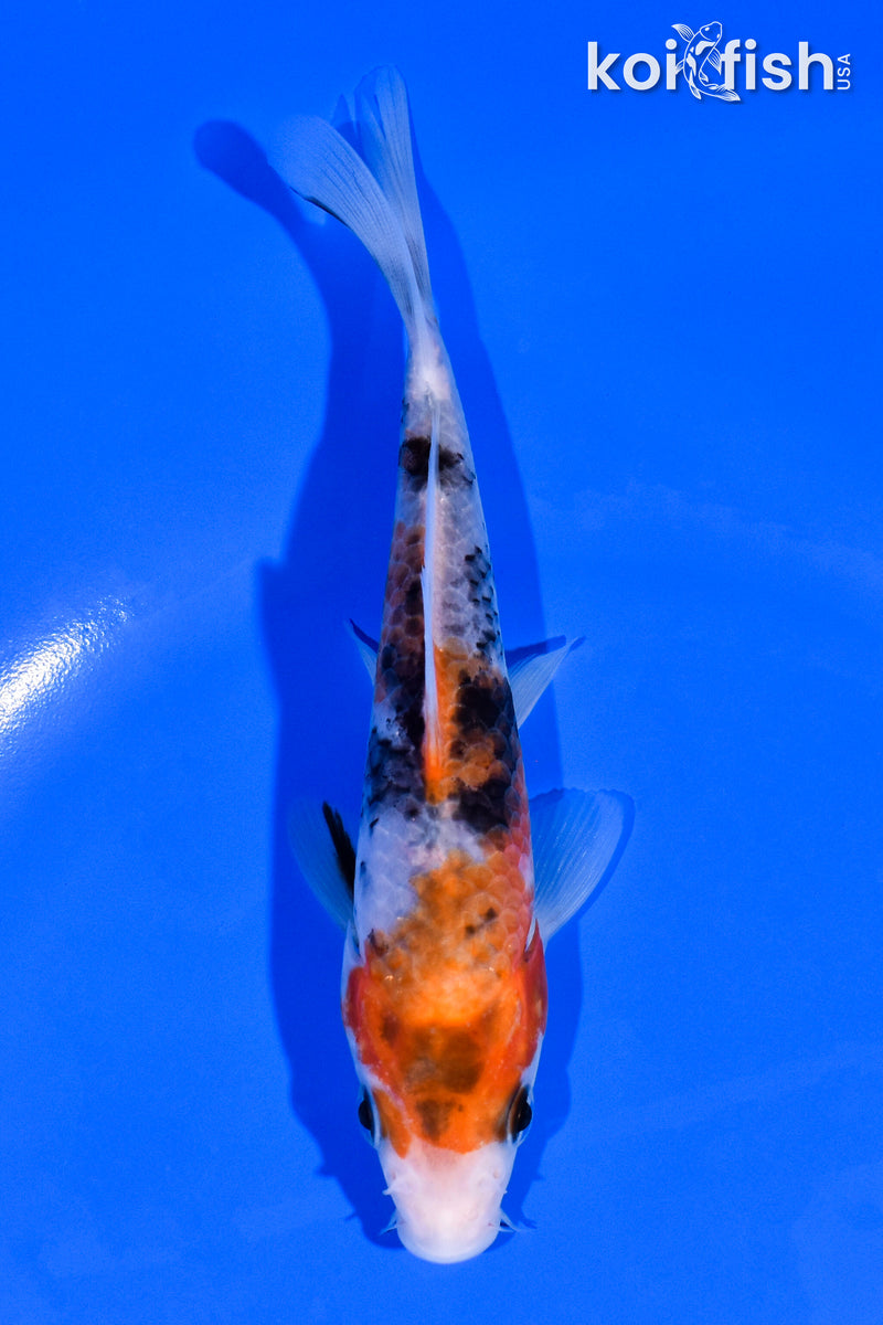 5.25" SHOWA