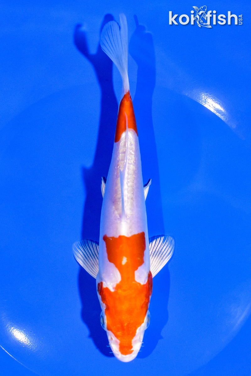 6.5" KIKUSUI