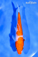 5" GINRIN KOHAKU