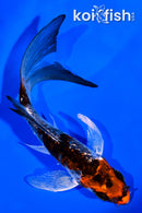 4" GINRIN ARAGOKE BENI KIKOKURYU