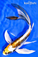 7.5" KIN KIKOKURYU BUTTERFLY