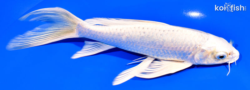 8.25" PLATINUM OGON BUTTERFLY