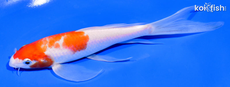 6.75" KOHAKU BUTTERFLY